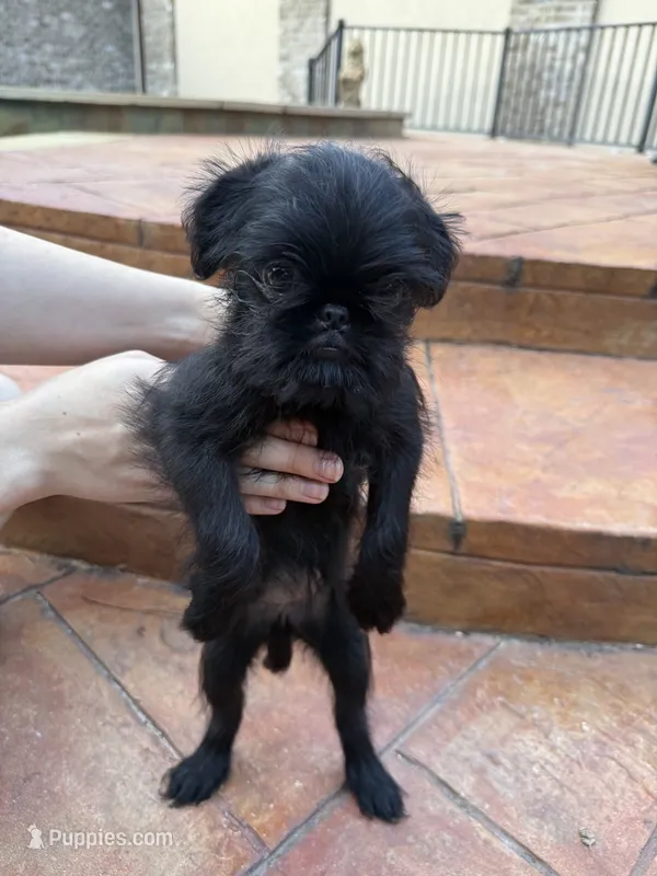 RBF – Brussels Griffon puppy for sale in Spring, TX