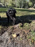 Bella, a female Brussels Griffon for sale in Spring, TX – 2 of 3