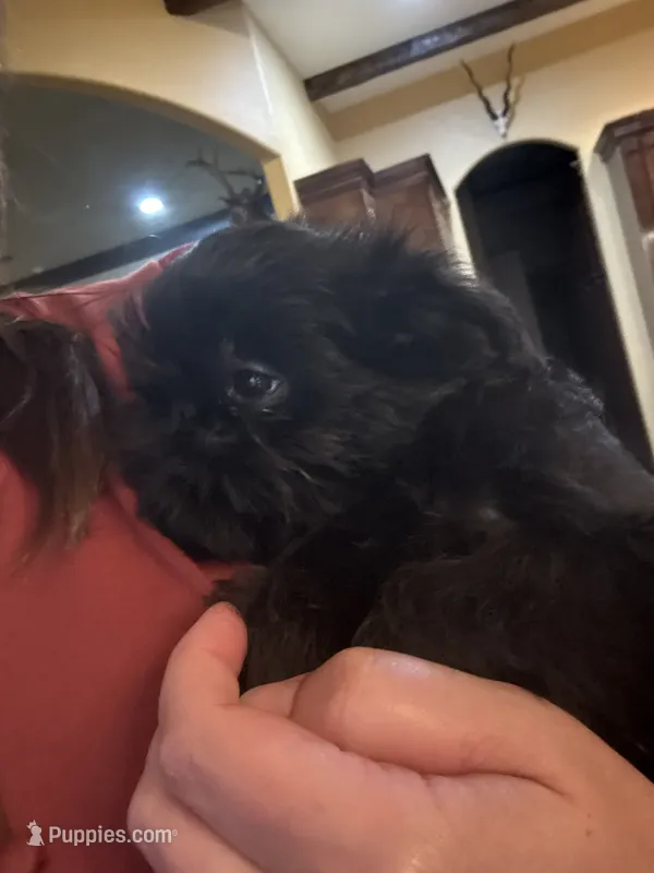 Bilba – Brussels Griffon puppy for sale in Spring, TX