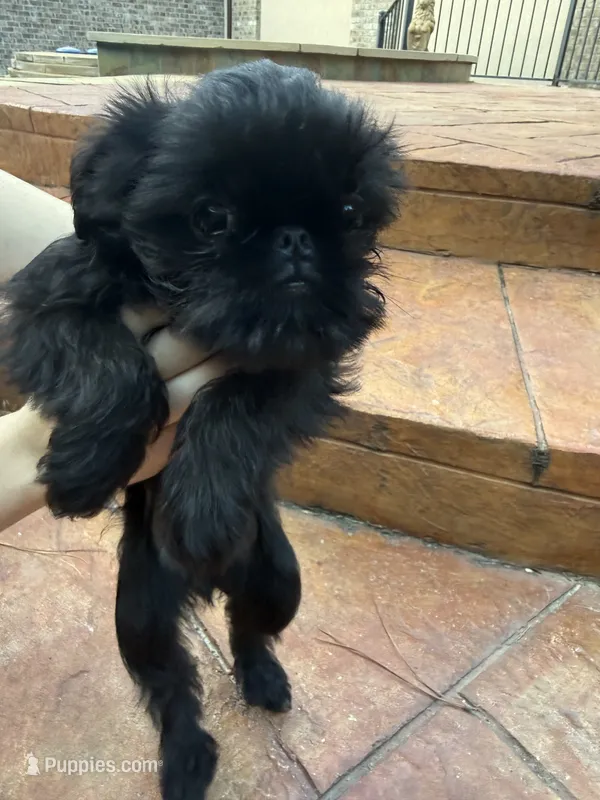 Bilba – Brussels Griffon puppy for sale in Spring, TX