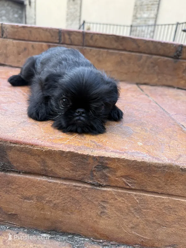Stripe – Brussels Griffon puppy for sale in Spring, TX