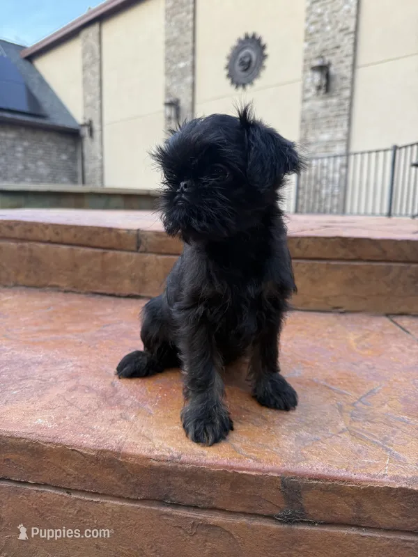 Rex – Brussels Griffon puppy for sale in Spring, TX