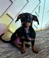 Chiweenie C, a female Chiweenie for sale in Conway, SC – Photo 2 of 3