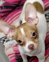 Chiweenie C, a female Chiweenie for sale in Conway, SC – Photo 3 of 3