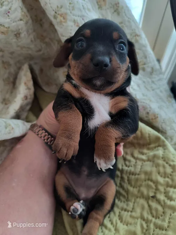 Chiweenie C