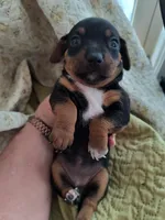 Chiweenie C, a female Chiweenie for sale in Conway, SC – Photo 1 of 3