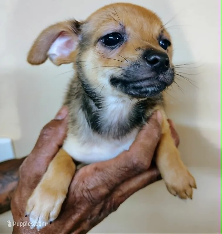 Matty – Chihuahua, Pomeranian puppy for sale in Conway, SC