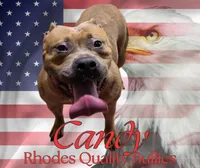 Ashley, a female American Bully for sale in Conway, SC – Photo 8 of 9