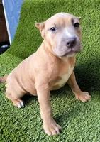 Ashley, a female American Bully for sale in Conway, SC – Photo 2 of 9