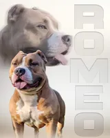 Ashley, a female American Bully for sale in Conway, SC – Photo 9 of 9