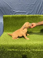 Ashley, a female American Bully for sale in Conway, SC – Photo 7 of 9