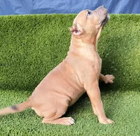 Ashley, a female American Bully for sale in Conway, SC – Photo 1 of 9