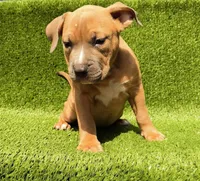 Ashley, a female American Bully for sale in Conway, SC – Photo 4 of 9