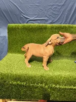 Ashley, a female American Bully for sale in Conway, SC – Photo 5 of 9