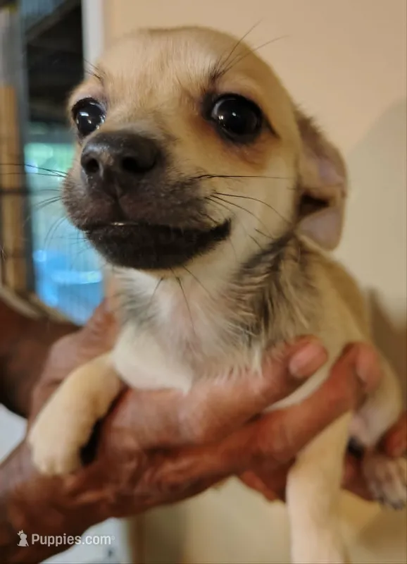 Honey – Chihuahua, Pomeranian puppy for sale in Conway, SC