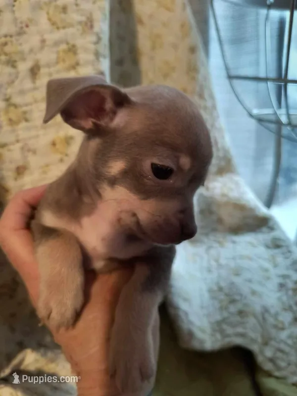 Salsa, a female Chihuahua for sale in Conway, SC – Photo 1 of 3