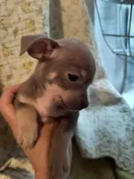 Salsa, a female Chihuahua for sale in Conway, SC – Photo 1 of 3