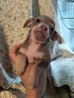 Salsa, a female Chihuahua for sale in Conway, SC – Photo 2 of 3