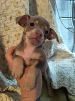 Salsa, a female Chihuahua for sale in Conway, SC – Photo 3 of 3