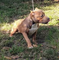 Girl A, a female American Bully for sale in Conway, SC – Photo 1 of 6