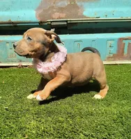 Girl A, a female American Bully for sale in Conway, SC – Photo 2 of 6