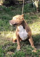 Girl A, a female American Bully for sale in Conway, SC – Photo 5 of 6