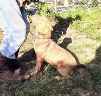 Girl A, a female American Bully for sale in Conway, SC – Photo 6 of 6