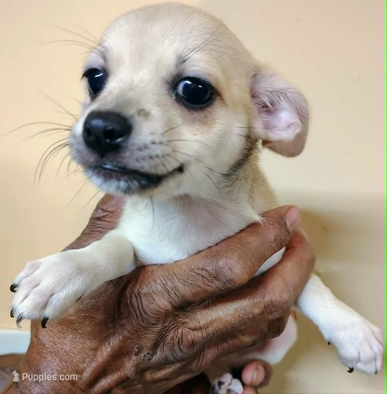Blondie – Chihuahua, Pomeranian puppy for sale in Conway, SC