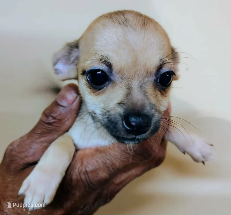 Minnie – Chihuahua, Pomeranian puppy for sale in Conway, SC