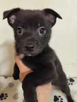 Bear, a male Chihuahua and Pomeranian for sale in Conway, SC – Photo 2 of 5