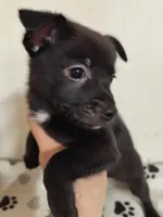 Bear, a male Chihuahua and Pomeranian for sale in Conway, SC – Photo 3 of 5