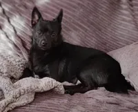 Bear, a male Chihuahua and Pomeranian for sale in Conway, SC – Photo 5 of 5