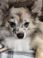 Bear, a male Chihuahua and Pomeranian for sale in Conway, SC – Photo 4 of 5