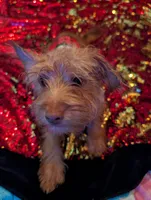 Tiny Boy 2, a male Chihuahua and Yorkshire Terrier for sale in Atlanta, GA – 2 of 3