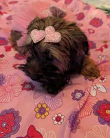 Tiny Girl 1, a female Pekingese and Yorkshire Terrier for sale in Atlanta, GA – 2 of 5