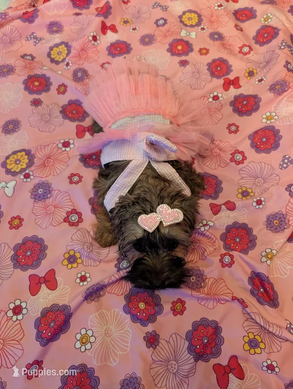 Tiny Girl 1 – Pekingese, Yorkshire Terrier puppy for sale in Dacula, GA