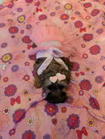 Tiny Girl 1, a female Pekingese and Yorkshire Terrier for sale in Atlanta, GA – 1 of 5