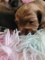 Tiny Boy 2, a male Chihuahua and Yorkshire Terrier for sale in Dacula, GA – 4 of 5