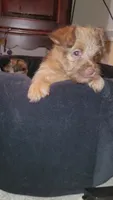 Tiny Boy 2, a male Chihuahua and Yorkshire Terrier for sale in Dacula, GA – 2 of 5