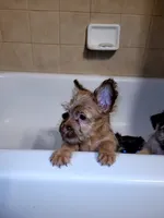 Tiny Boy 2, a male Chihuahua and Yorkshire Terrier for sale in Dacula, GA – 2 of 4