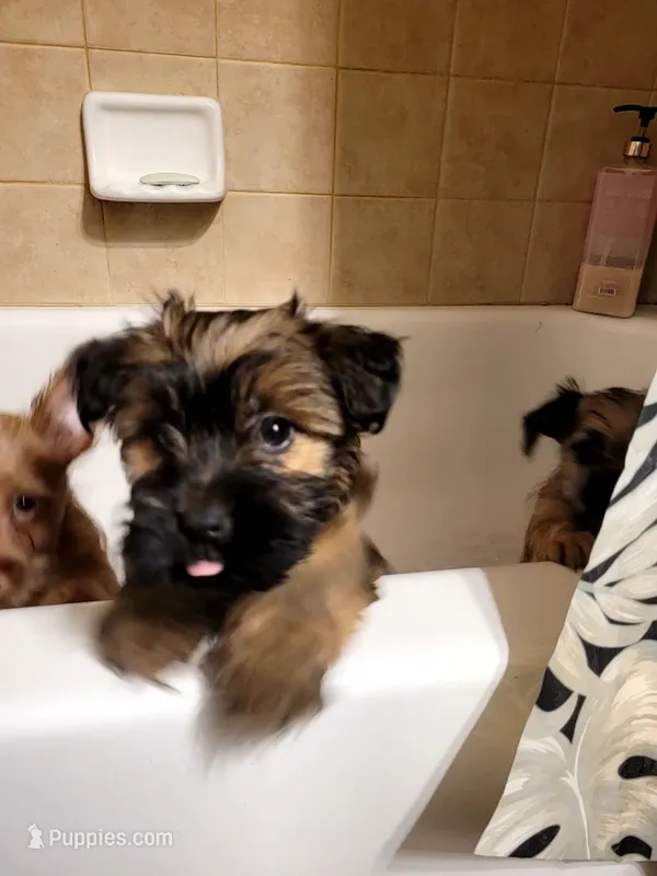 Tiny Girl 1 – Chihuahua, Yorkshire Terrier puppy for sale in Dacula, GA