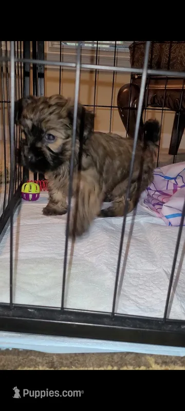 Tiny Girl 1 – Chihuahua, Yorkshire Terrier puppy for sale in Dacula, GA