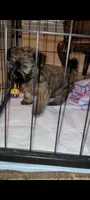Tiny Girl 1, a female Chihuahua and Yorkshire Terrier for sale in Dacula, GA – 1 of 2