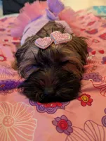 Tiny Girl 1, a female Pekingese and Yorkshire Terrier for sale in Atlanta, GA – 5 of 5