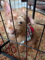Tiny Boy 2, a male Chihuahua and Yorkshire Terrier for sale in Atlanta, GA – 3 of 3