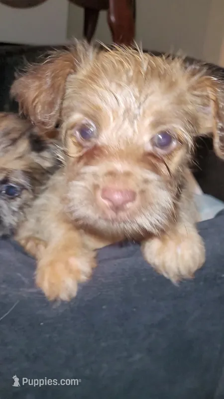 Tiny Boy 2 – Chihuahua, Yorkshire Terrier puppy for sale in Dacula, GA