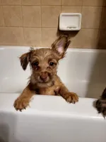 Tiny Boy 2, a male Chihuahua and Yorkshire Terrier for sale in Dacula, GA – 3 of 4