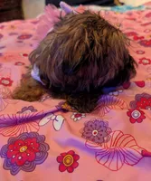 Tiny Girl 1, a female Pekingese and Yorkshire Terrier for sale in Atlanta, GA – 4 of 5