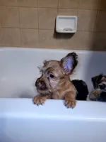 Tiny Boy 2, a male Chihuahua and Yorkshire Terrier for sale in Dacula, GA – 4 of 4