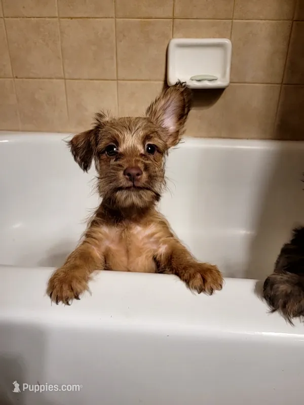 Tiny Boy 2 – Chihuahua, Yorkshire Terrier puppy for sale in Dacula, GA